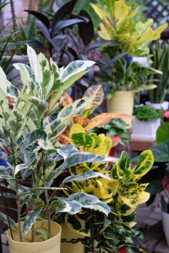 観葉植物でおしゃれなリビングはいかがですか。