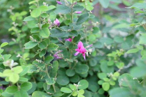 敬老の日にお花のギフトはいかがですか。