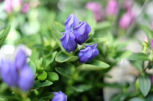 秋のガーデニングにオススメのお花