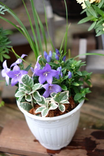 秋の花の寄せ植え。敬老の日のギフトにも。