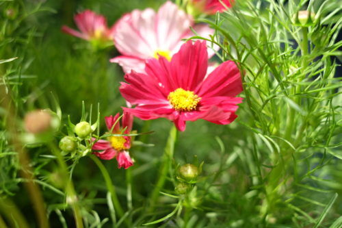 秋の花、コスモス。素敵な色が入っています。