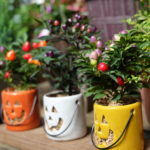 観葉植物入荷です。月イチSALEも開催中！