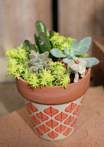 多肉植物の小さな寄せ植えでワークショップ開催です。可愛い鉢もご用意しています。