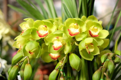 年末売り尽くしセール開催します！花苗・観葉植物、用土・肥料などの園芸資材、素焼き鉢もお買い得になっています。