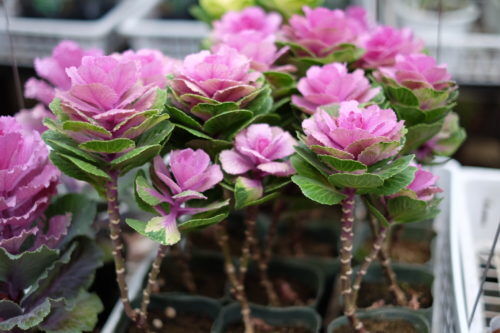 色々な種類の葉牡丹が入荷です。お正月に向けて寄せ植えにも。