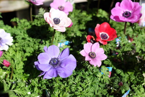 ラナンキュラス、アネモネなど、春を感じさせる花の入荷です。
