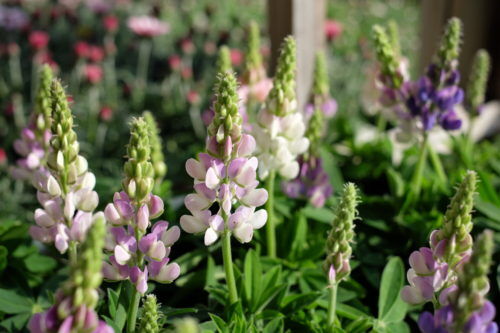 ユーホルビア、ルピナス、ボロニアなど、季節のお花入荷です。