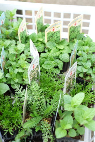 花粉症対策にハーブ。香りの良い沈丁花、ラベンダーなど入荷です。