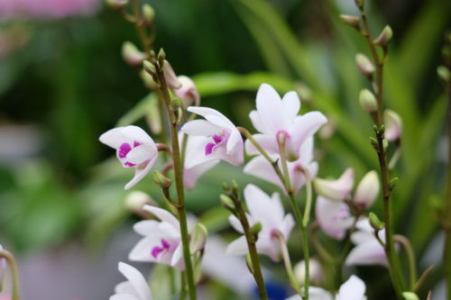 ギフト用にファレノプシス、観葉植物はいかがですか。華やかなベゴニアやペラルゴニウムも入荷です。