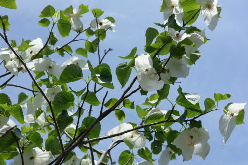 珍しい樹木、ハンカチの木に花が咲きました。