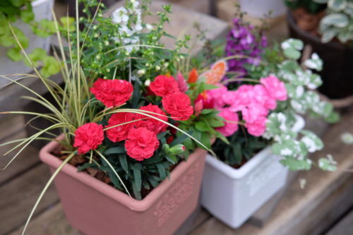母の日ギフトに寄せ植えはいかがですか？定番のカーネーションや人気のペチュニアを寄せたものもございます。