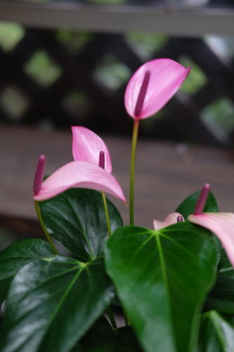 父の日に観葉植物のプレゼント。アンスリウムの寄せ植えもございます。