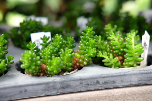 セダムレッドベリー・碧魚連など多肉植物入荷しました。垂れ下がるタイプも品種色々です。