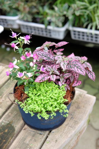葉で楽しむ夏のお庭。お好きなカラーリーフで寄せ植えも。