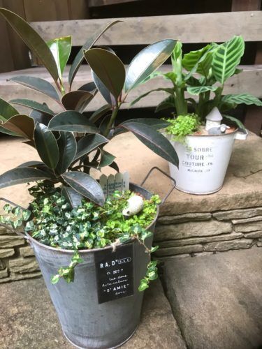 お中元におすすめ！観葉植物いろいろご用意しています。