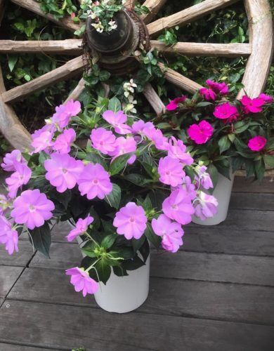 夏の暑さに負けない植物＆シェードガーデンにおすすめのホスタのご案内