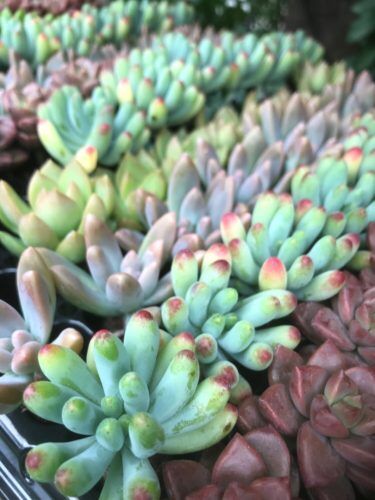 多肉植物・アデニウム・水草など入荷しました。