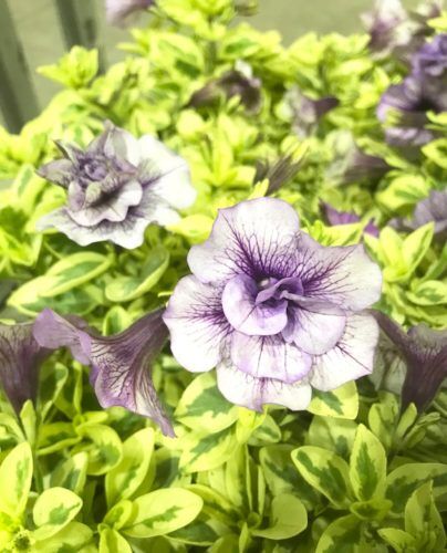 爽やかな花色で楽しむ植物＆ふわもこエンジェルウィングス
