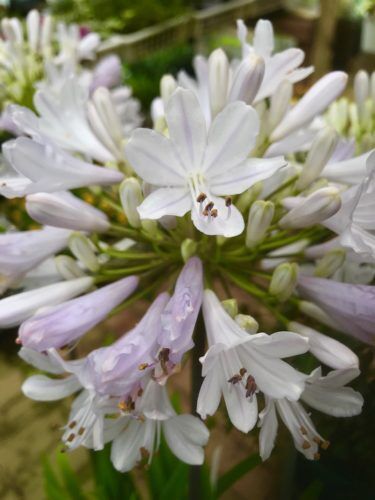 大人っぽいシックな色のお花で楽しむ♬