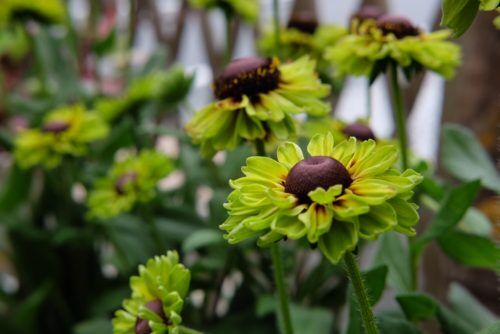 アースカラーのルドベキア＆ゴールドカラーの葉もの植物