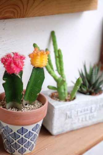 小さい鉢でも楽しめる多肉植物の寄せ植え