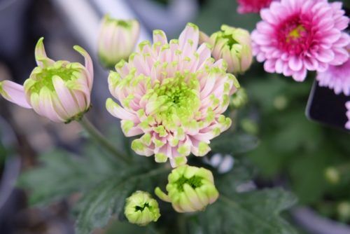 和物のきれいな秋のお花