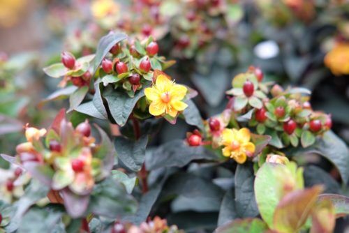先取り！ハロウィンにおすすめの植物