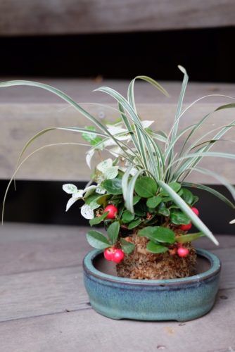 苔玉作りセミナーを行いました。