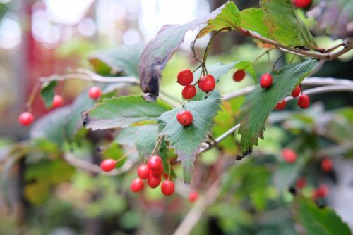 秋の風情を感じる実のつく植物