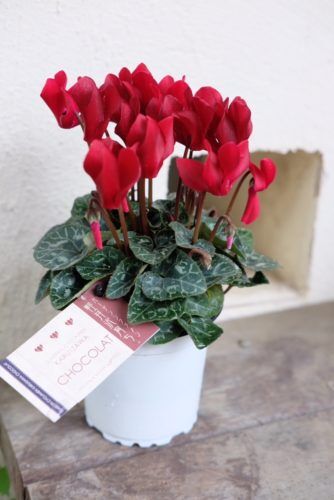 おしゃれなレッドカラーの植物