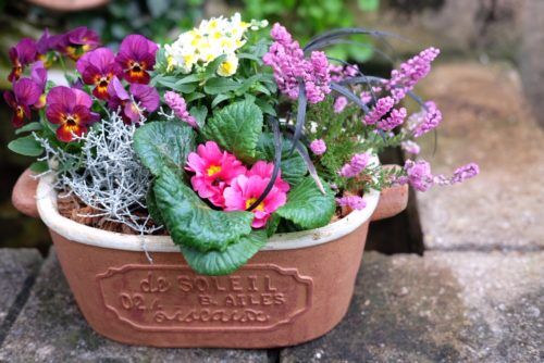 Q&Aコーナー：冬のお花の寄せ植え