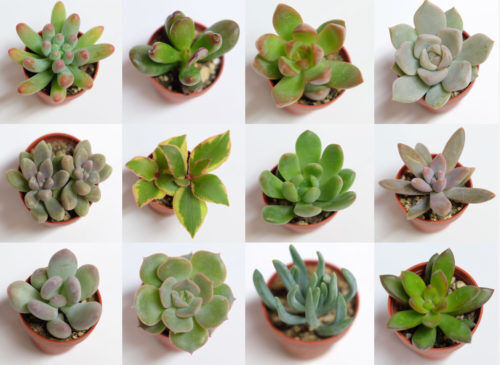 多肉植物の寄せ植えセミナーを行いました。