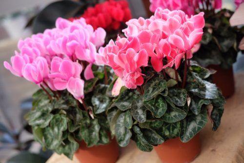 お歳暮やウィンターギフトにおすすめのお花