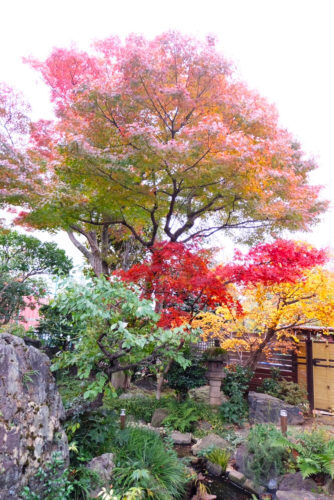 カフェの日本庭園の紅葉情報＆お花の入荷情報