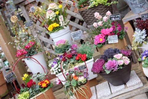 ギフトやご自宅用に！寄せ植えご用意しています！