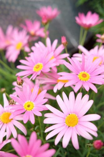 マーガレットの花鉢など入荷しました。
