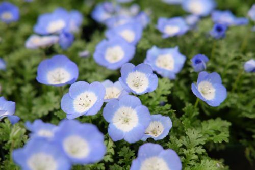 人気のブルーのお花！ネモフィラなど入荷しました
