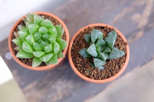 冬はお部屋で植物を楽しむ！