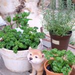害虫が少ないこの時期にパセリやハーブを育てましょう♪