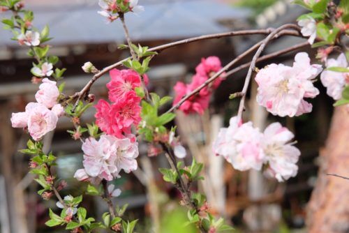 お家でお花見を！春のおすすめ花木