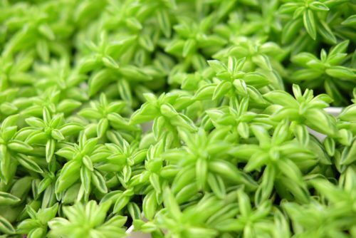 観葉植物入荷しました！ペペロミア祭り！