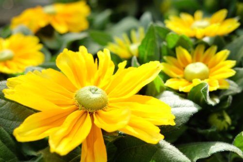 ルドベキア・日々草など！夏のお花入荷しています！
