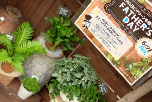 父の日ギフトに！苔玉お作り致します！