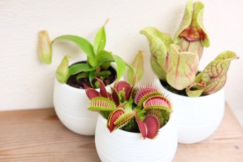 個性的な植物たち入荷しました