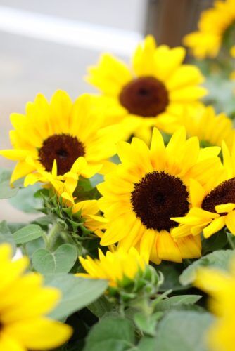 夏のお花ヒマワリなど入荷しました！