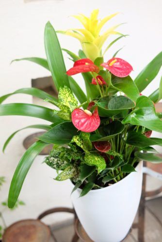 観葉植物やミント・レモン・チョコレートベリーなど入荷しました！