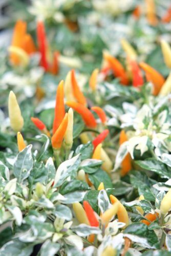 秋の寄せ植えに季節の花苗＆種無しキンカンの苗入荷しました