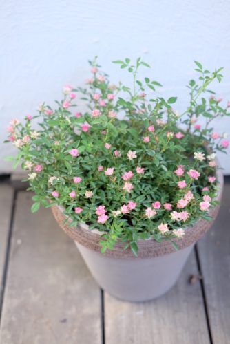 シルバーウィークにお花を楽しむ＆敬老の日のオススメギフト