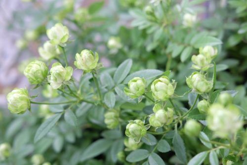 四季咲きバラ「エクレール」と多肉や観葉植物など入荷しました