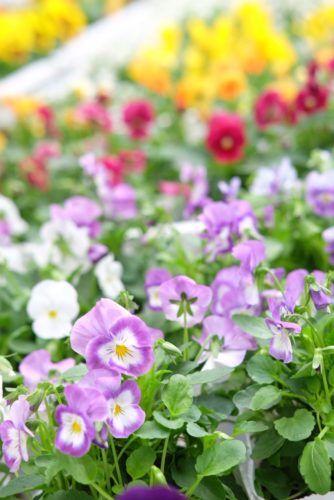 パンジー・ビオラ今季初入荷しました！